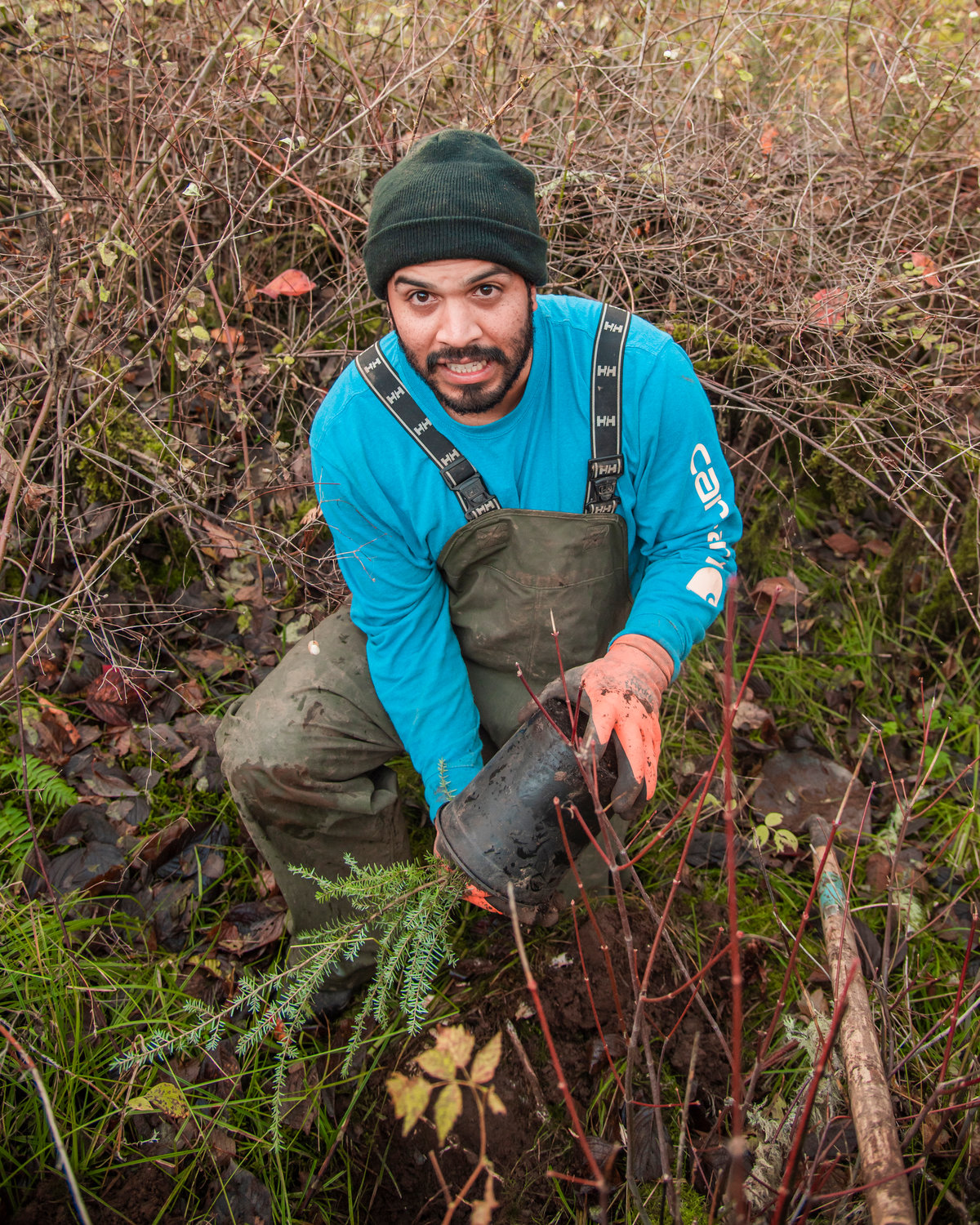 Chris Acosta depots a Western Hemlock tree sapling before planting it in Tenino Monday afternoon on a plot of land off Skookumchuck Valley Road.